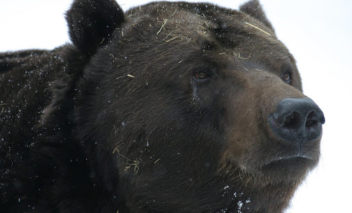 Большой черный медведь поднял на уши жителей квартала в Калифорнии