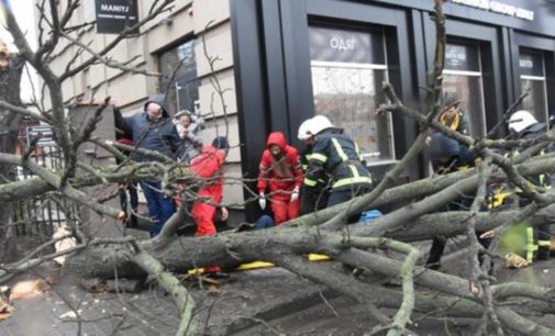 В Кропивницком из-за рухнувшего дерева пострадала женщина
