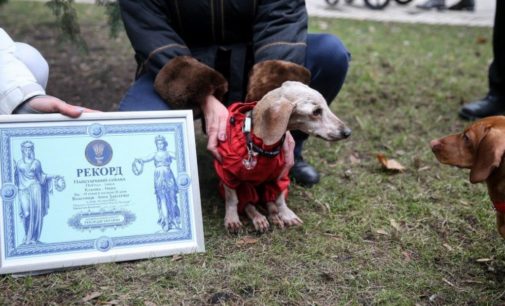Умерла самая старая собака Украины