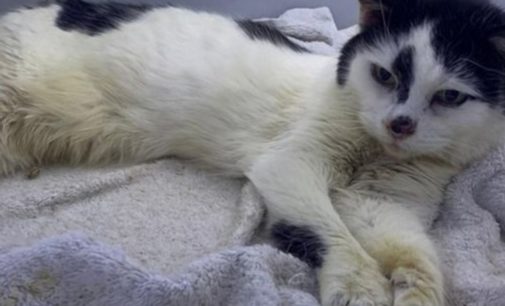 Кошка вернулась к хозяйке спустя 11 лет