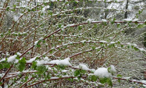 Укргидрометцентр: на текущей неделе в Украине начнутся снегопады