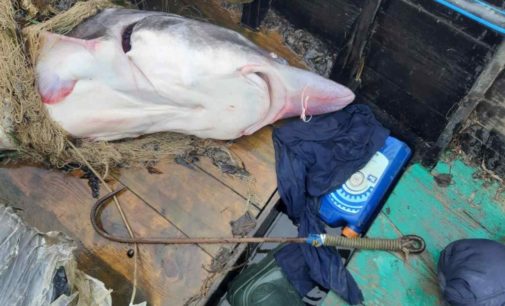 Браконьеры поймали 150-килограммовую белугу в Одесской области