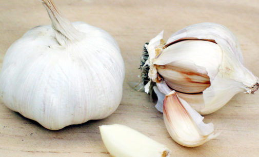 Найден способ избежать неприятного запаха от чеснока
