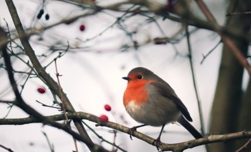 Прогноз погоды на 23 марта: В Украине облачно с прояснениями, небольшие осадки