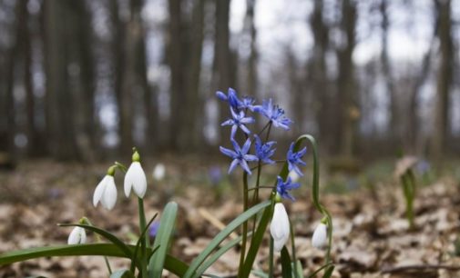 Погода на 10 марта: в Украине будет тепло, на севере ожидаются дожди
