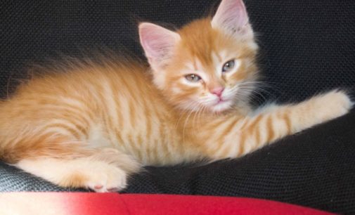 Котенок «запретил» брату есть корм: злой малыш насмешил Сеть