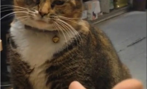 В Сети кот показал смешной жест лапами: реагировал на «пиф-паф» хозяина