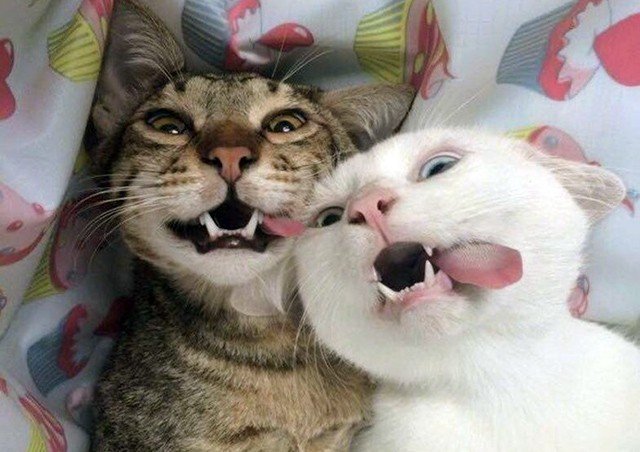 Уморительные кошки и коты, которые вас улыбнут