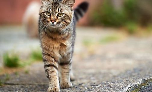 В Харькове неадекватная женщина на глазах у прохожих задушила кота