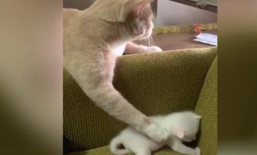 Многозадачная мама-кошка развеселила пользователей Сети