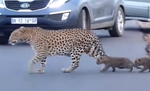 Самка леопарда учила детенышей переходить дорогу: милое видео