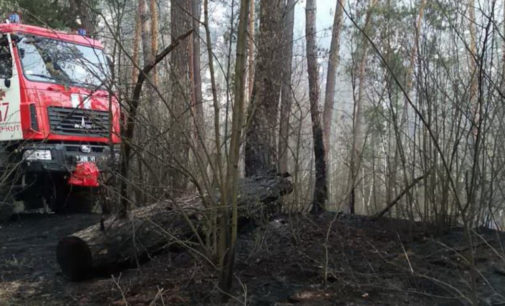 В Харьковской области из-за возгорания камыша произошел пожар в хвойном лесу