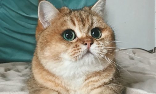 Американский чиновник швырнул кота в прямом эфире  