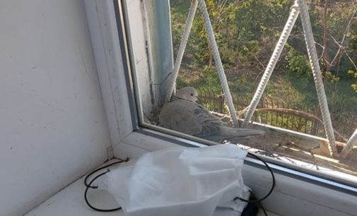 В Мелитопольском роддоме готовится стать мамой голубка