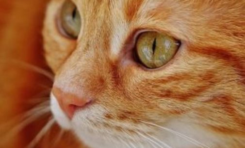 Эксперты назвали симптомы коронавируса у домашних питомцев