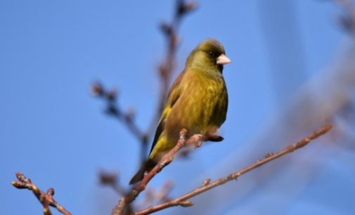 Прогноз погоды на 6 апреля: В Украине малооблачно, днем до +14 °С