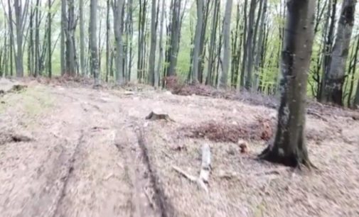 На Закарпатье СБУ разоблачила схему хищения лесов