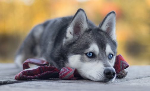 Все ваши улики косвенные: хаски прикинулась невиновной в порче хозяйских наушников