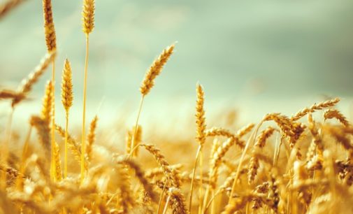 Заявления о дефиците пшеницы и необоснованном росте цен это попытка нагнетать панику — аграрий (ИНФОГРАФИКА)