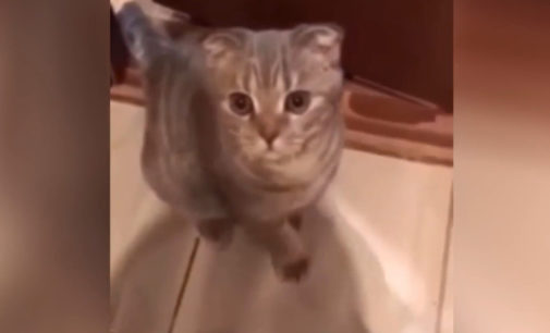 «Если ты хороший котик, скажи – «мяу»: Хозяйка приставала к коту, но он зло ей отомстил