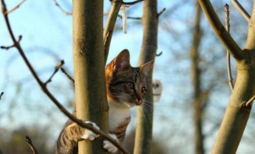 Погода на 3 апреля: в Украине будет тепло, ожидается умеренный ветер