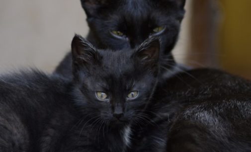 В Сети обсуждают мордочку котенка мейн-куна: очень похоже на лицо человека