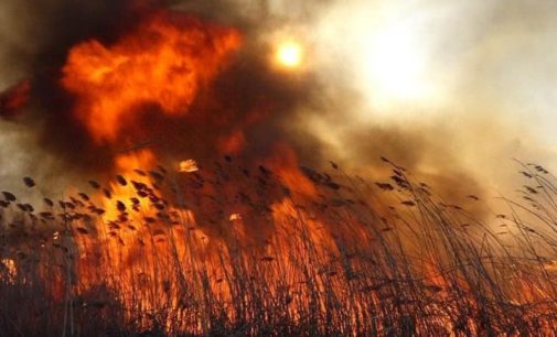 В Киеве неизвестные возле школьного стадиона подожгли камыш