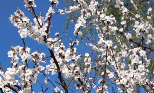 Прогноз на 9 апреля: в Украине ожидается солнечная погода