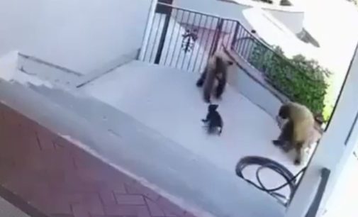 Маленький пес-защитник прогнал с порога дома двух медведей