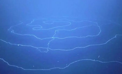 Гигантское морское существо удалось заснять на видео