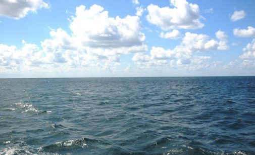 Из-за токсичных отходов в Черном море начался мор дельфинов
