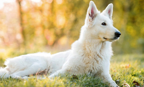 Злая шутка: Спящей собаке подложили игрушечного тигра