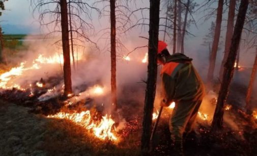 На Житомирщине лесники задержали поджигателей леса
