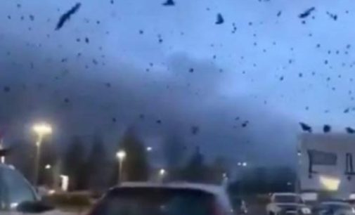 Тысячи ворон в небе вызвали панику у американцев