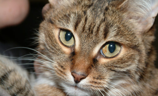 Во время урока балета кошка мешала педагогу исполнять сложные па