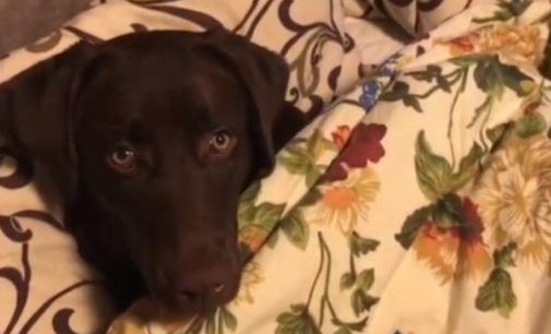 Собака послушно ела таблетки с ладони хозяина: видео уже набрало больше 100 тысяч лайков