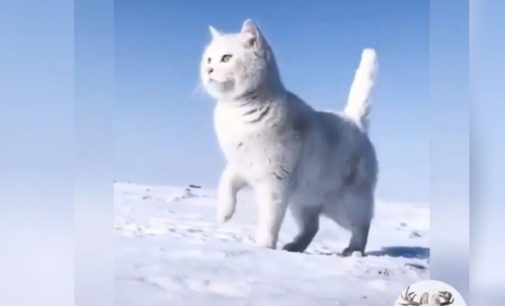Грациозный белый кот-модель вызвал восторг в Сети