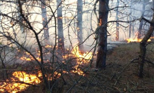 В Одесской области прошла волна мощных  степных и лесных пожаров