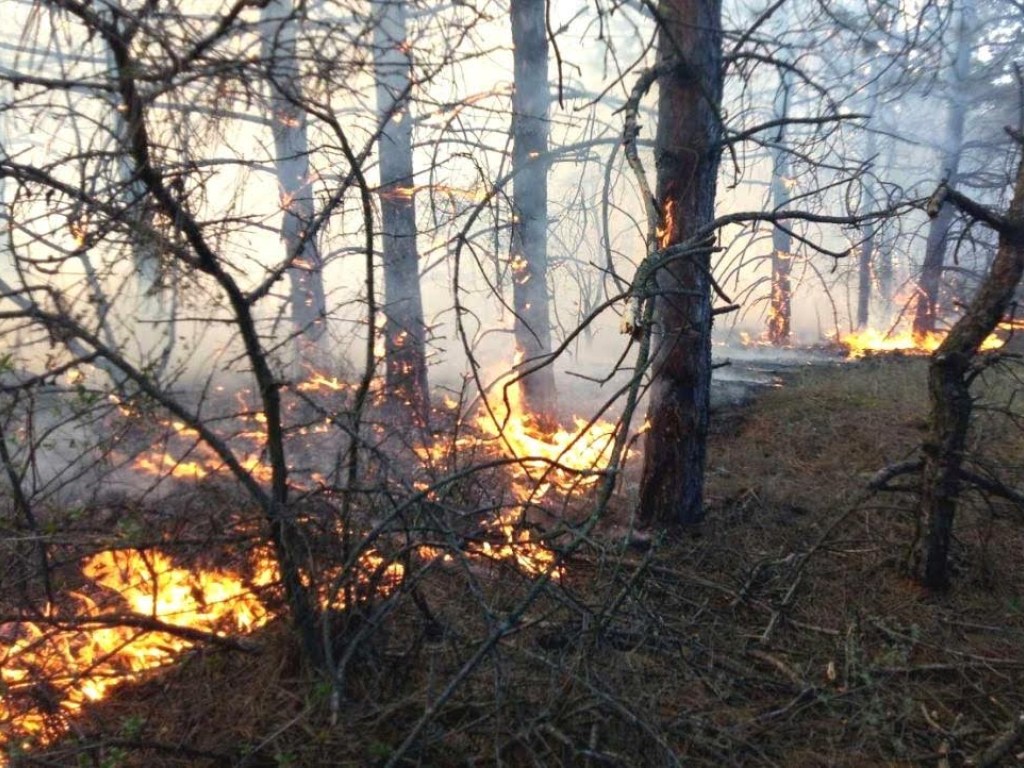 Степные тростниковые лесные пожары. Лесные и степные пожары. Леса в Одесской области. Пожар в лесу 101. Степные тростниковые Лесные и торфяные пожары.