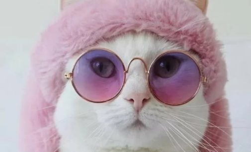 Парад умильных мордашек и лохматых лап: Смешные коты развеселили Сеть