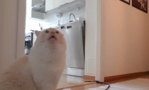 Мольбы кота, оставленного в одиночестве, попали на видео