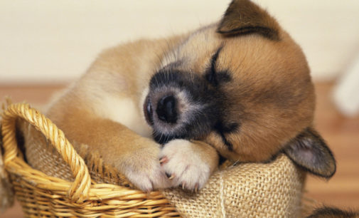 Щенок не засыпает без колыбельной: его сладкий сон засняли на видео