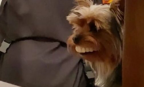 Маленький пес стащил вставную челюсть хозяина и вызвал восторг в Сети
