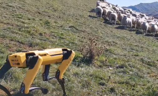 Rocos превратила робота Boston Dynamics в пастуха овец
