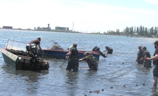 На Черноморском побережье в опасной ловушке оказались дельфины