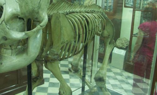 В Германии археологи нашли скелет слона возрастом 300 тысяч лет