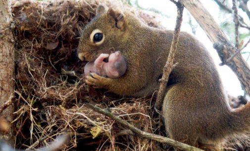История со счастливым хвостом: белка обустроила гнездо под капотом авто и вывела там малыша