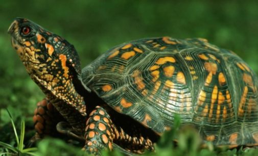23 мая — Всемирный день черепахи