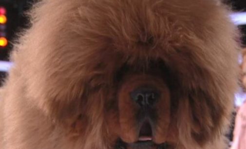 Огромный мохнатый пес поразил публику своими размерами