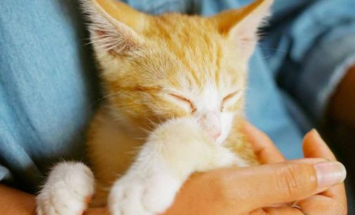 Ученые заявили, что коты понимают человеческую речь